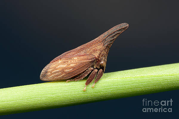 Wall Art featuring the photograph Widefooted Treehopper II by Clarence Holmes