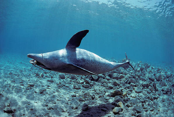 Wall Art - Photograph - Wild Bottlenose Dolphin by Jeff Rotman