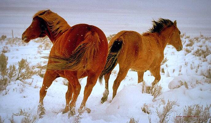 Wild Day by Jeanne  Bencich-Nations