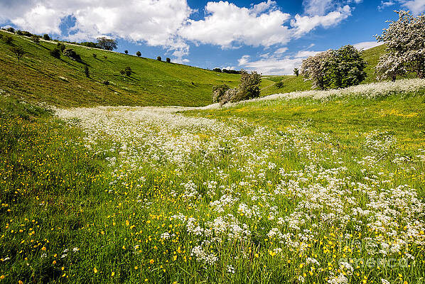 Wild Flowers in Millington Pastures by Richard Burdon Wild Flowers in Millington Pastures by Richard Burdon