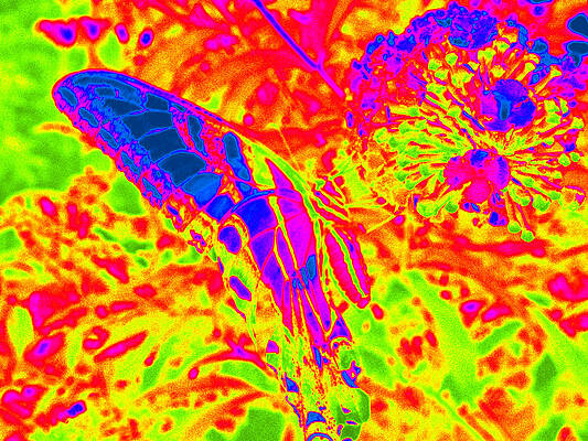 Wild n Crazy Butterfly by Kim Galluzzo Wozniak Wild n Crazy Butterfly by Kim Galluzzo Wozniak