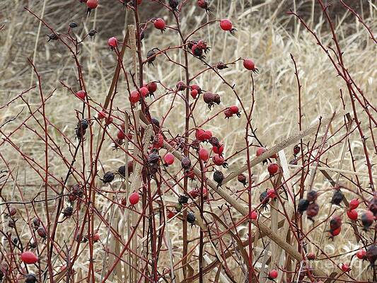 Wild Rose Hips in Winter by Helen Campbell Wild Rose Hips in Winter by Helen Campbell