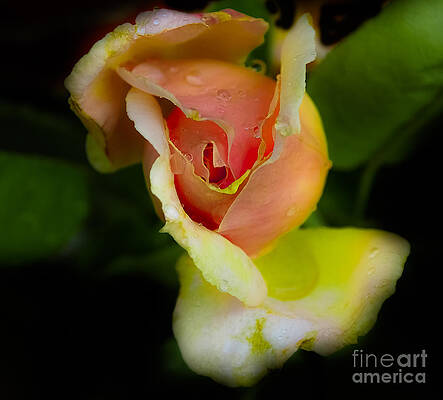 Wild Rose by Leon Hollins III Wild Rose by Leon Hollins III