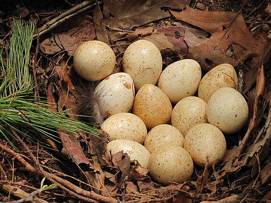 Wall Art - Photograph - Wild turkey eggs in nest by Doug McPherson