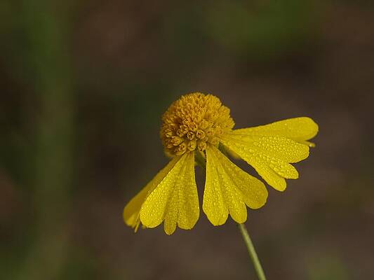 Wildflower by Billy Griffis Jr Wildflower by Billy Griffis Jr