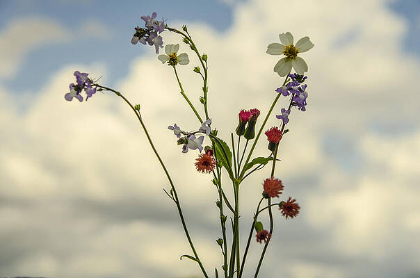 Wildflower Bouquet by Dick Hudson Wildflower Bouquet by Dick Hudson