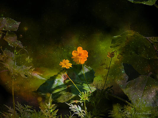 Wildflower In The Twilight Zone by J Larry Walker Wildflower In The Twilight Zone by J Larry Walker