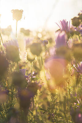 Wildflower Triptych 2 by D Scott Clark Wildflower Triptych 2 by D Scott Clark
