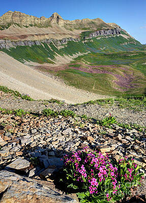 Wall Art - Photograph - Wildflowers above Timpanogos Basin at Sunrise by Gary Whitton