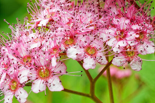 Wall Art - Photograph - Wildflowers by Peter Lakomy