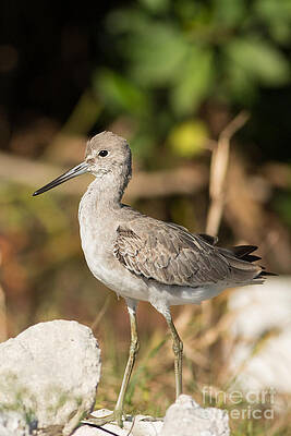 Florida Photograph - Willet Walking Near The Water by Natural Focal Point Photography