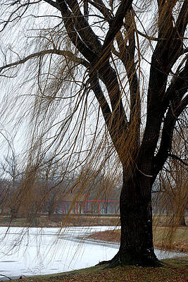 Willow Tree by Steve Tracy Willow Tree by Steve Tracy
