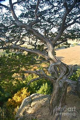 Wind Twisted Tree by Joan McArthur Wind Twisted Tree by Joan McArthur