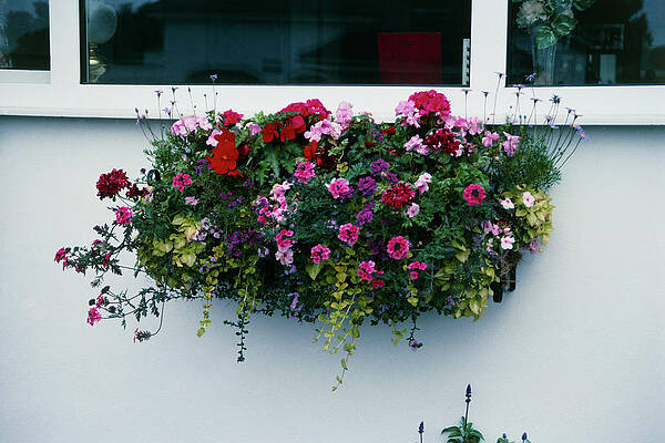 Wall Art - Photograph - Window Box by Science Photo Library