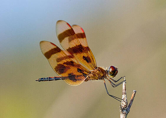 Windy Day Dragonfly by Jim Zablotny Windy Day Dragonfly by Jim Zablotny