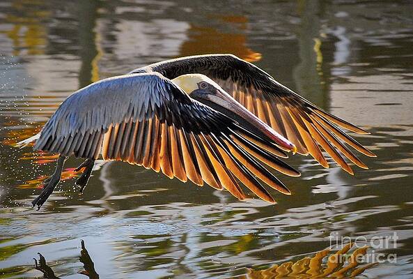 Wings Of Gold by Quinn Sedam Wings Of Gold by Quinn Sedam