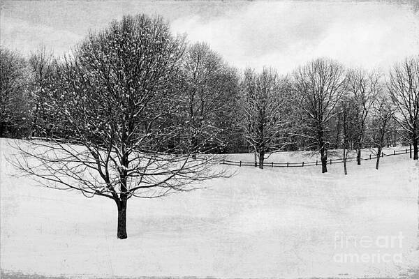 Winter at the Golf Course by Jayne Carney Winter at the Golf Course by Jayne Carney
