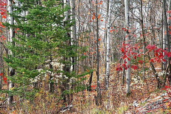 Winter Beginning by Dr Carolyn Reinhart Winter Beginning by Dr Carolyn Reinhart