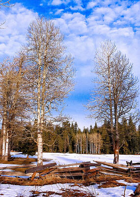 Winter Birch by Kathleen Bishop Winter Birch by Kathleen Bishop