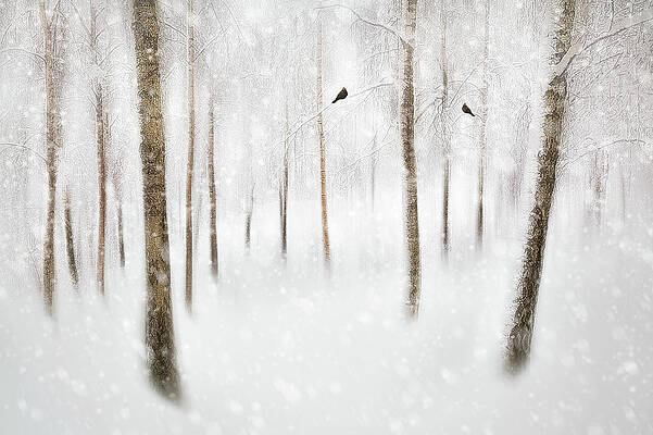 Wall Art - Photograph - Winter Birches by Gustav Davidsson