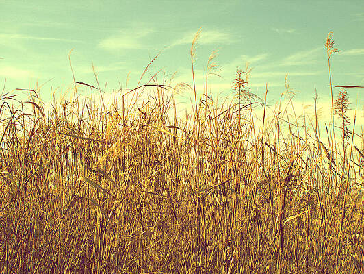 Winter Grass by Yuka Kato Winter Grass by Yuka Kato