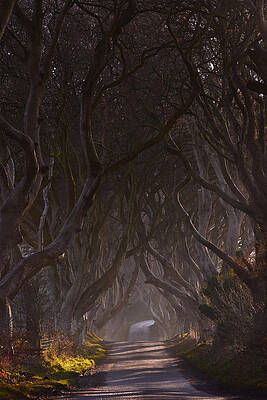 Winter Light at the Dark Hedges by Andy Gibson