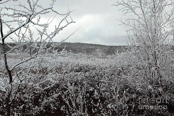 Winter Scene by Christopher Jones