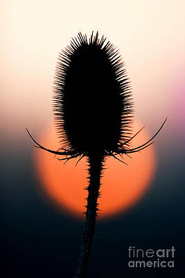 Wall Art - Photograph - Winter Teasel by Tim Gainey
