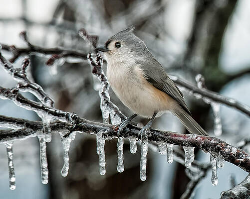 Winter Titmouse by Lara Ellis Winter Titmouse by Lara Ellis