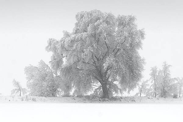 Wall Art - Photograph - Winter Tree by David Andersen