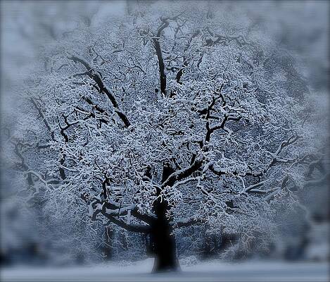 Winter Tree by David Hubbs Winter Tree by David Hubbs