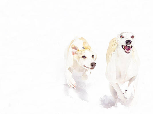 Winter Whippet Good  by Danielle and Peter Jacobsen