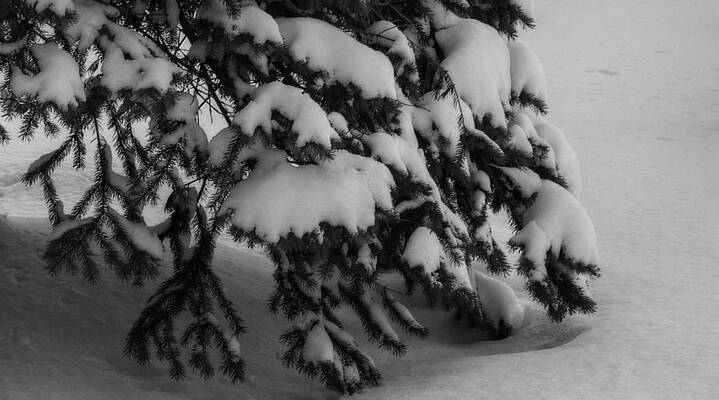 Winter's Embrace by Shon Saylor