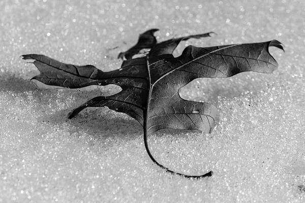 Wall Art - Photograph - Winter's sparkle after Fall by SAURAVphoto Online Store