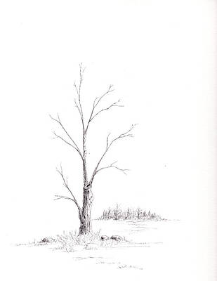 Wall Art - Drawing - Winter's Tree by Steven Powers SMP