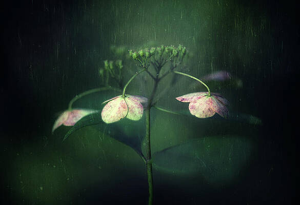 Delicate Blossoms in Moody Light Print