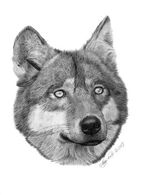 Wolf - 017 by Abbey Noelle Wolf - 017 by Abbey Noelle
