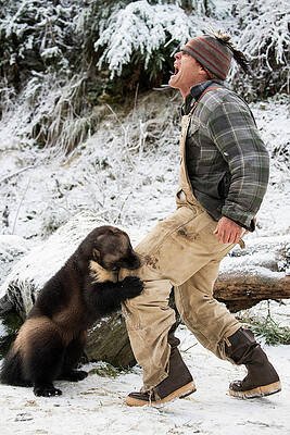 Wall Art - Photograph - Wolverine Gulo Gulo Attacking A Man by Josh Miller Photography