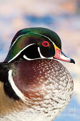 Wall Art - Photograph - Wood Duck Drake by CK Lorenz
