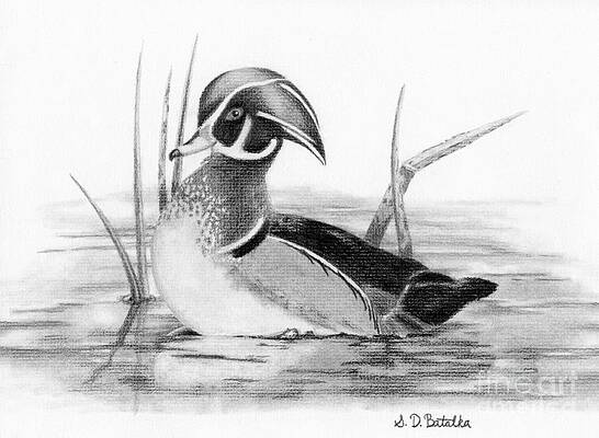 Wall Art - Drawing - Wood Duck in Pond by Sarah Batalka