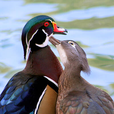 любовь утки. утки милуются. любовь утки. утки мандаринки самец и самка. уточки-мандаринки 2.