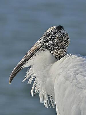 Wall Art - Photograph - Wood Stork Portrait by Bradford Martin