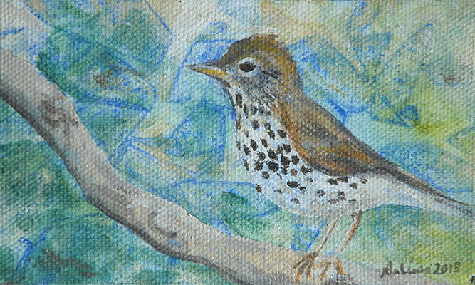 Wood Thrush - Bird in the Wild by Arlissa Vaughn Wood Thrush - Bird in the Wild by Arlissa Vaughn