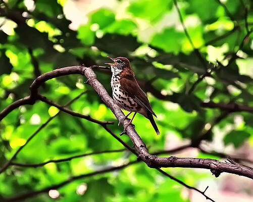 wood thrush singing by Christopher Flees wood thrush singing by Christopher Flees