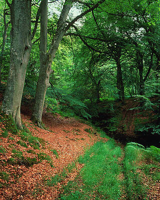 Wall Art - Photograph - Woodland Of Common Beech In Summer by Science Photo Library