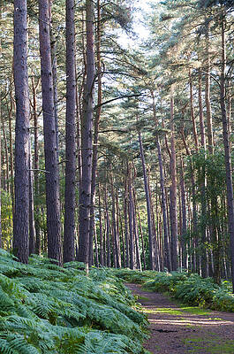 Woodland path by David Isaacson Woodland path by David Isaacson