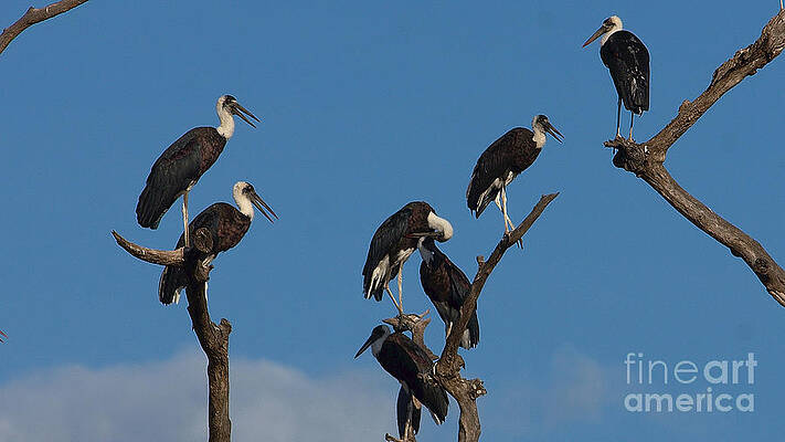 Woollynecked storks by Mareko Marciniak Woollynecked storks by Mareko Marciniak