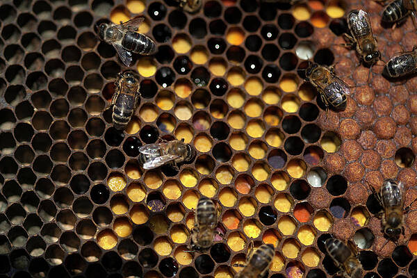 Wall Art - Photograph - Worker Bees Work In A Beehive Full by Chico Sanchez