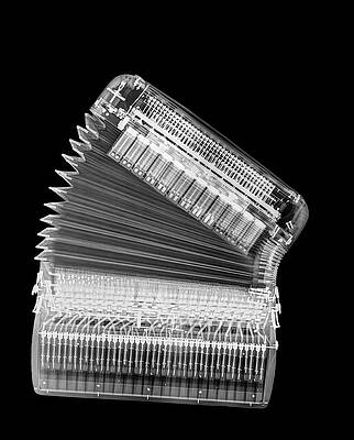 Wall Art - Photograph - X-ray Of An Accordion by Science Photo Library