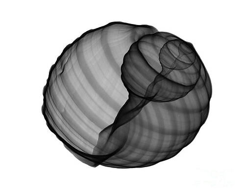 Wall Art - Photograph - X-ray Of Tun Shell by Bert Myers